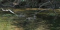 swift river sep 06 lots of ducks